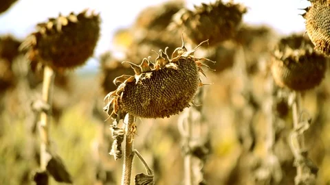 Dried sunflower due to drought Stock Footage 93115589