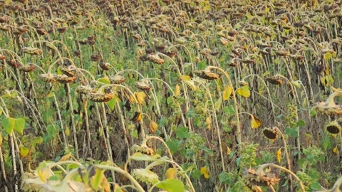 Dried sunflower field withered after harvest season 库存影片 344008703