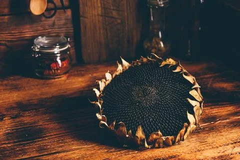 Dried sunflower head Stock Photos