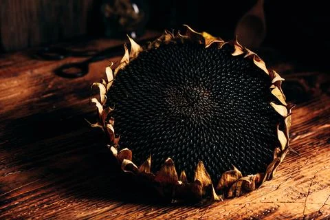 Dried sunflower head Stock Photos