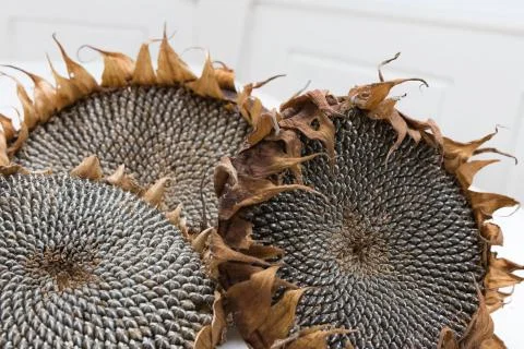 Dried sunflower heads Stock Photos