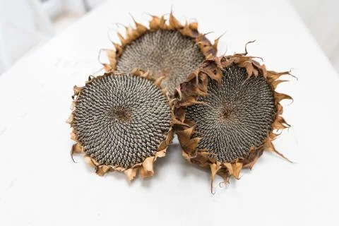 Dried sunflower heads Stock Photos