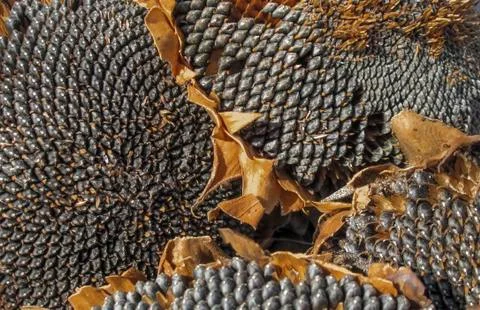 Dried sunflower Stock Photos