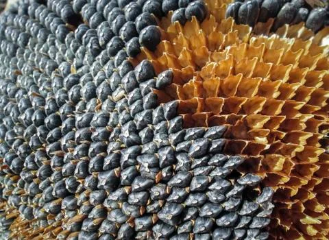Dried sunflower Stock Photos