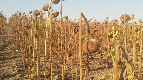 Dried sunflowers ready for plowing Stock Footage 167422243