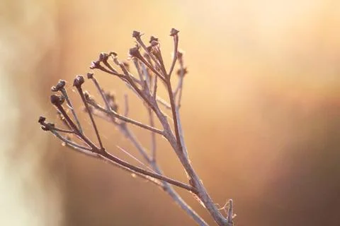 Dried tansy under the sun rays in the foggy morning Stock Photos