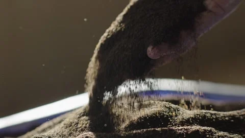 Dried Tea on Hand Stock-Footage 288848344