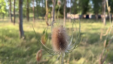 Dried teasel flower head swaying gently in a field 스톡 동영상 344147173