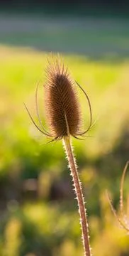 Dried teasel Stock Photos