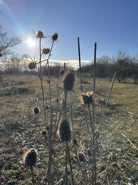 Dried Teasel Plants in Backlight at Sunset Stock Photos