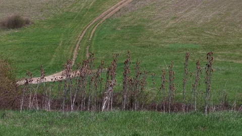 Dried teasel stalks stand in a row against a rolling green meadow, showcasing a Video stock 334017460