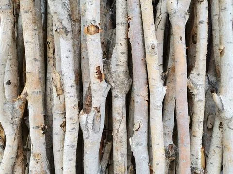 Dried thin tree branches. sticks. tree branches. Stock Photos