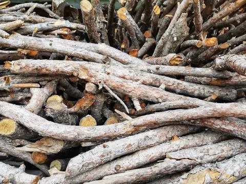 Dried thin tree branches. sticks. tree branches. Stock Photos