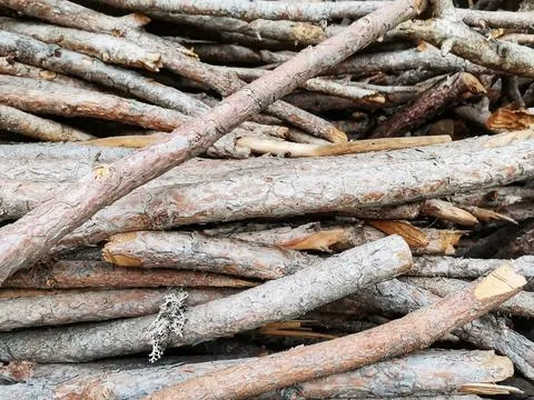 Dried thin tree branches. sticks. tree branches. Stock Photos