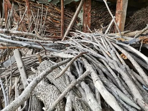 Dried thin tree branches. sticks. tree branches. Stock Photos