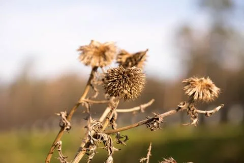 A dried thistle on a blurry blue background. Polish autumn. Stock Photos
