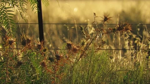 Dried thistle growing next to wire fence in golden field at sunset. Full HD Stock Footage 308418439