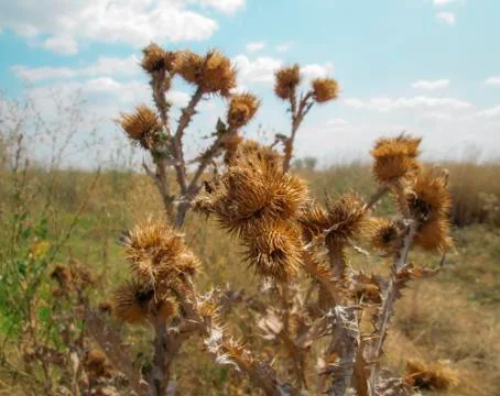 Dried thistle Stock Photos