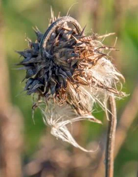 Dried thistle Stock-Fotos