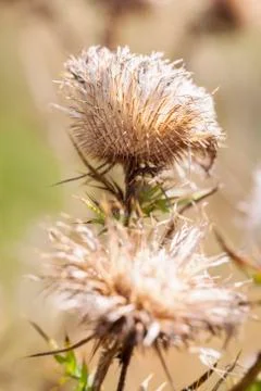 Dried Thistle Stock Photos