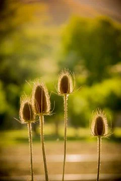 Dried Thistle In Sun Stock Photos