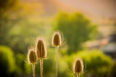 Dried Thistle In Sun Foto stock