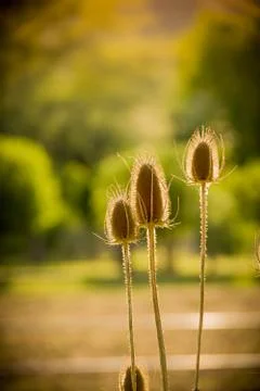 Dried Thistle In Sun Foto stock
