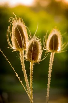 Dried Thistle In Sun Stock Photos