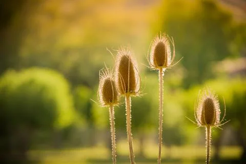 Dried Thistle In Sun Stock Photos