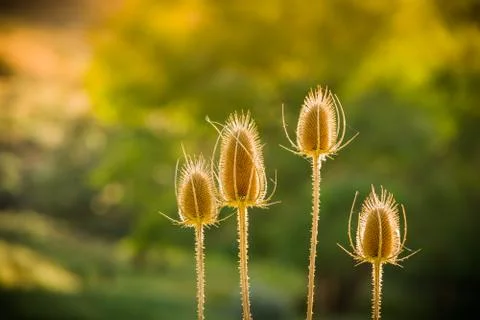 Dried Thistle In Sun Stock Photos