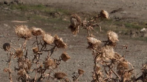 Dried thorn bush Video stock 311646360