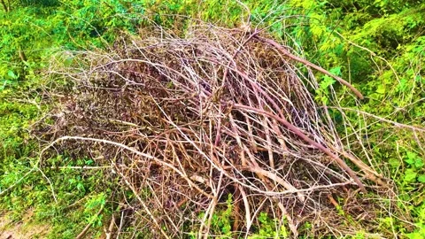Dried Thorn Tree Pieces Video stock 262179222