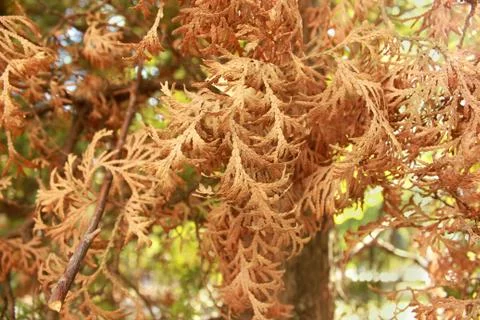 Dried thuja Stock Photos