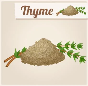 Dried thyme. Detailed Vector Icon Stock Illustration