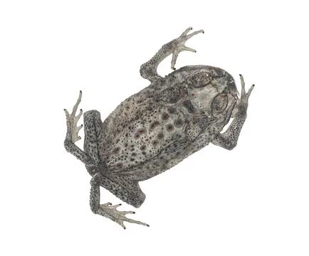 Dried Toad Specimen Isolated on White Background for Science 스톡 사진