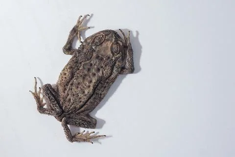 Dried toad specimen on white background for traditional medicine or science.. 스톡 사진