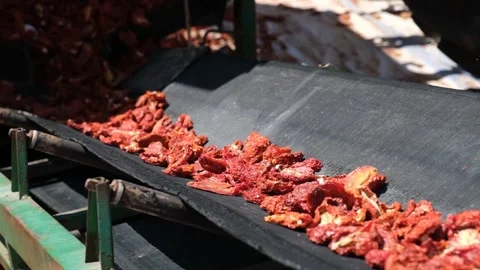 Dried Tomatoes are Separated and Cleaned Video stock 294080309