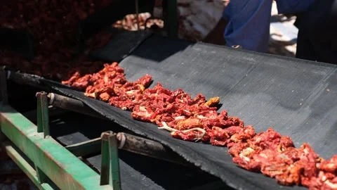 Dried Tomatoes are Separated and Cleaned Stock Footage 294080444