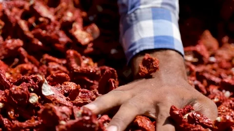 Dried Tomatoes are Separated and Cleaned Stock Footage 294080730