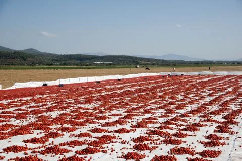 Dried tomatoes Foto stock