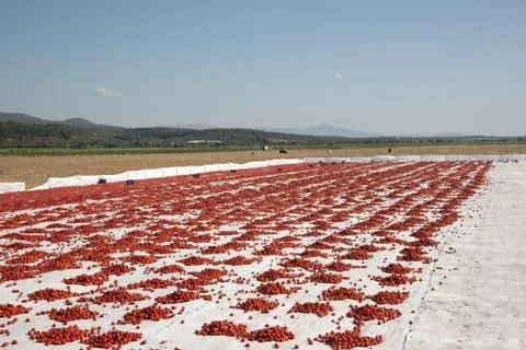 Dried tomatoes Stock Photos