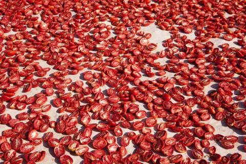 Dried tomatoes Stock Photos