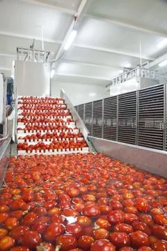 Dried tomatoes Stock Photos