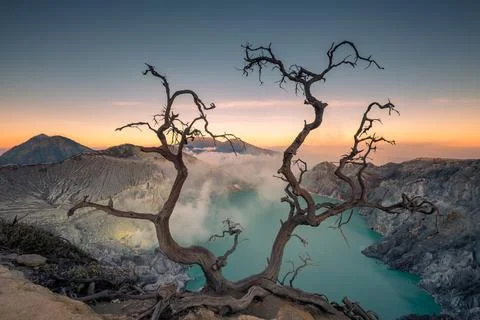 Dried tree on active volcano crater with turquoise lake at dawn Stock Photos
