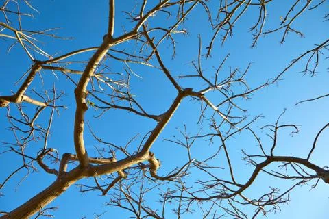 The dried tree against the blue sky Stock Photos