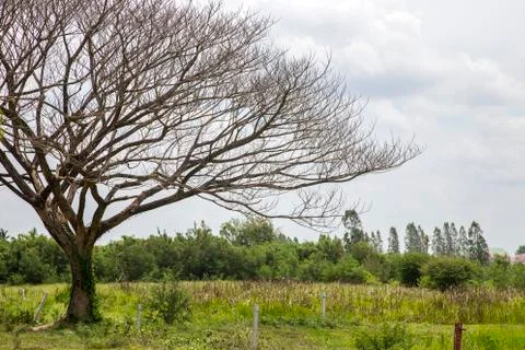 Dried tree and cloud Stock Photos