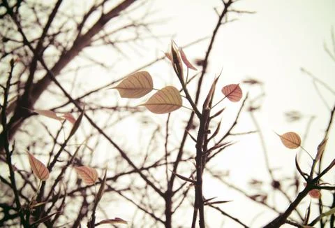 Dried tree and leaf with retro filter effect Foto stock