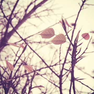 Dried tree and leaf with retro filter effect Stock-Fotos
