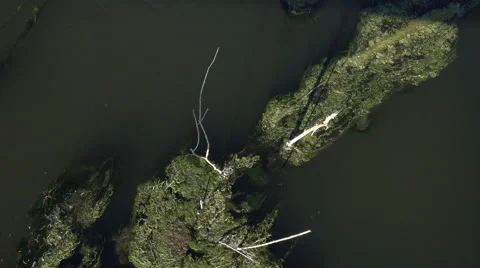 Dried tree and seaweed in a small river Stockbeeldmateriaal 62638087