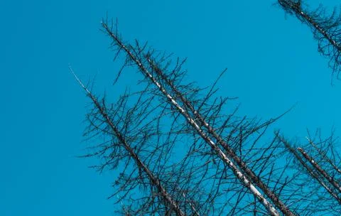 A dried tree banches against a blue sky. Dead tree. Foto stock